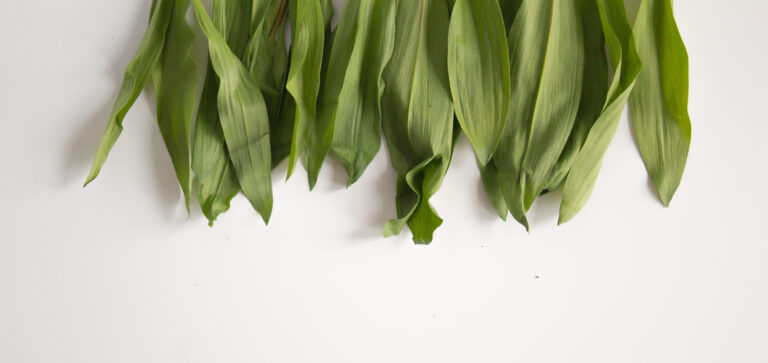 fresh ramp leaves