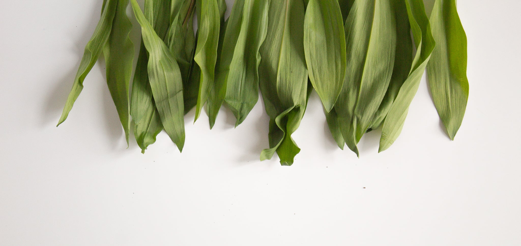 fresh ramp leaves