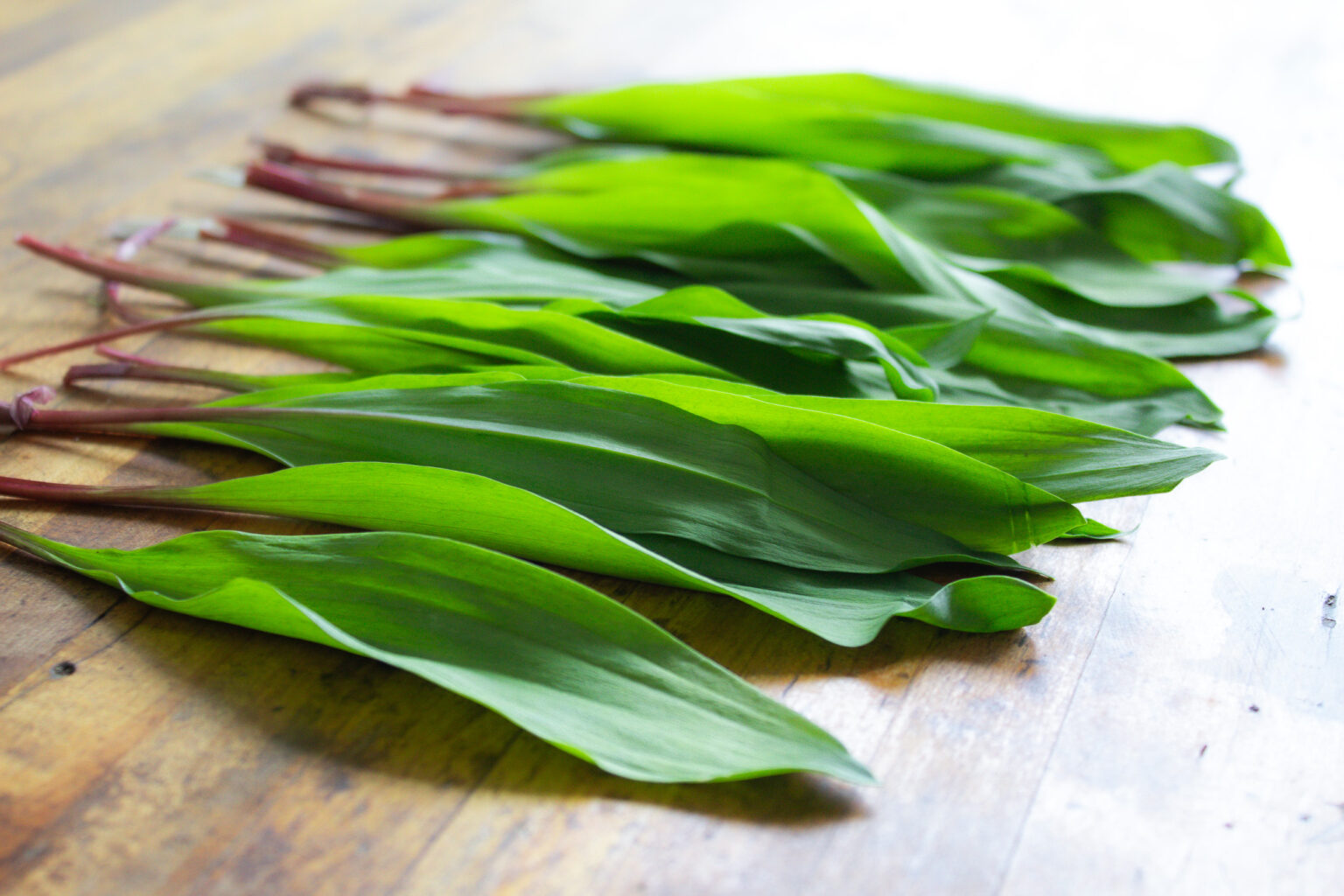 Michigan Native Ramps Cook the Season: Everything You Need to Know About Ramps - The Sifted Field