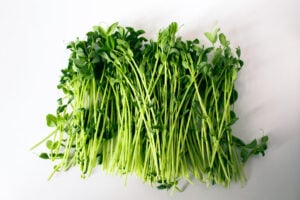 fresh short pea shoots