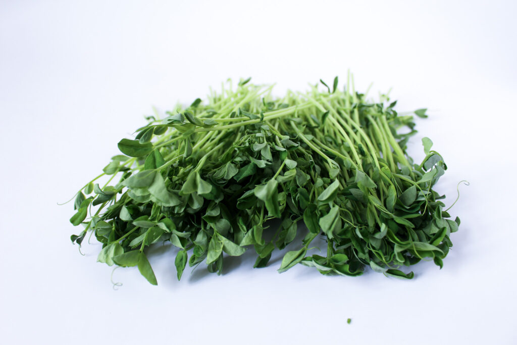 fresh harvested pea shoots.