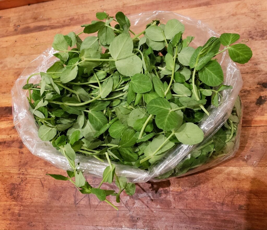 pea shoots