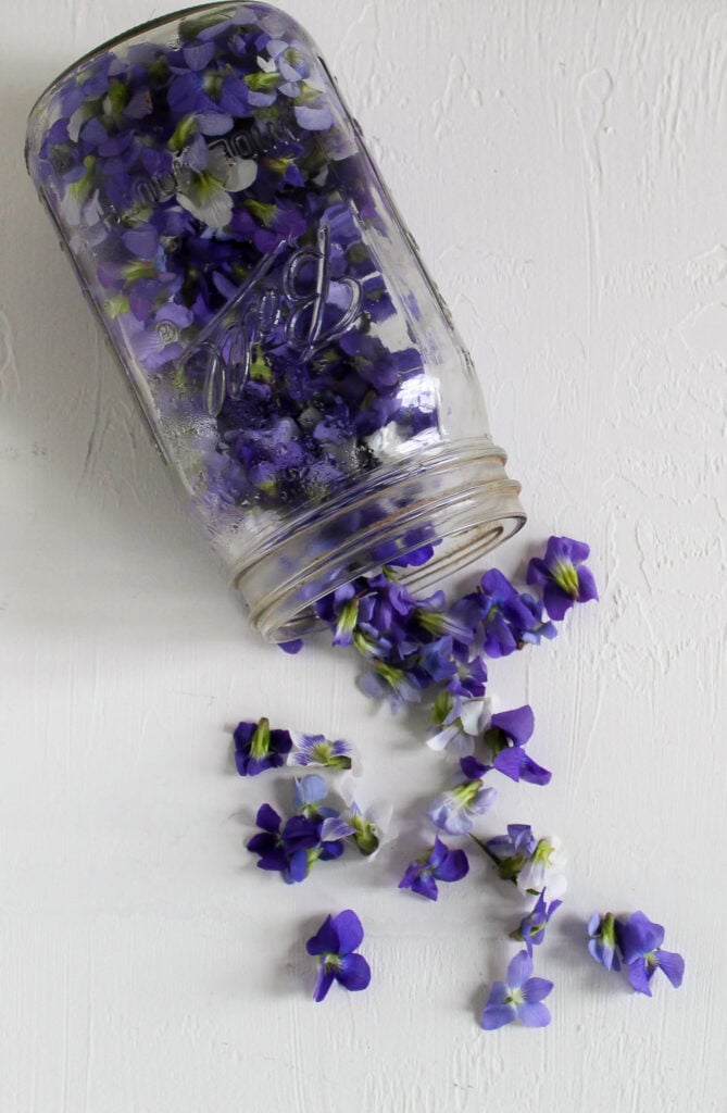 violets edible flowers.