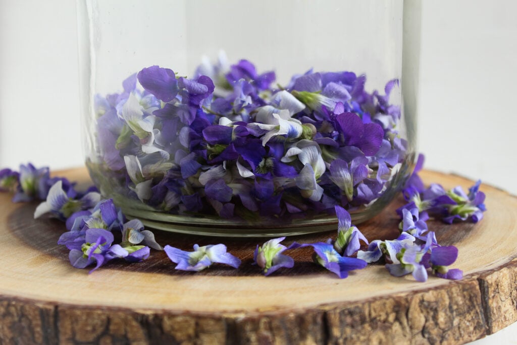 wild violet flowers. 