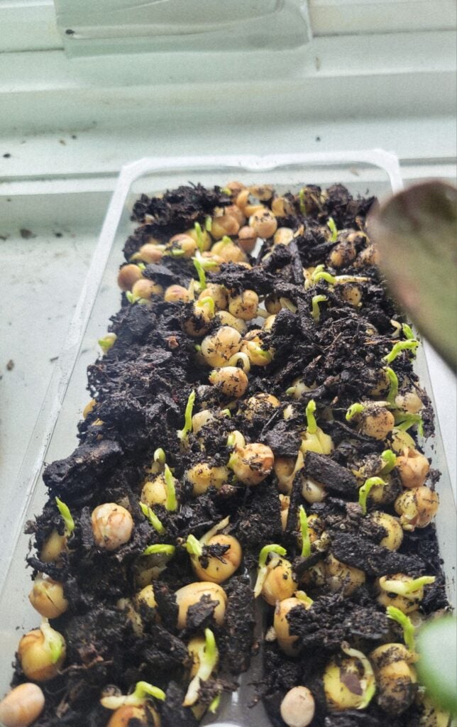 How to grow pea shoots from seed.