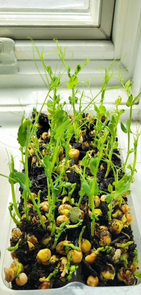 How to grow pea shoots.