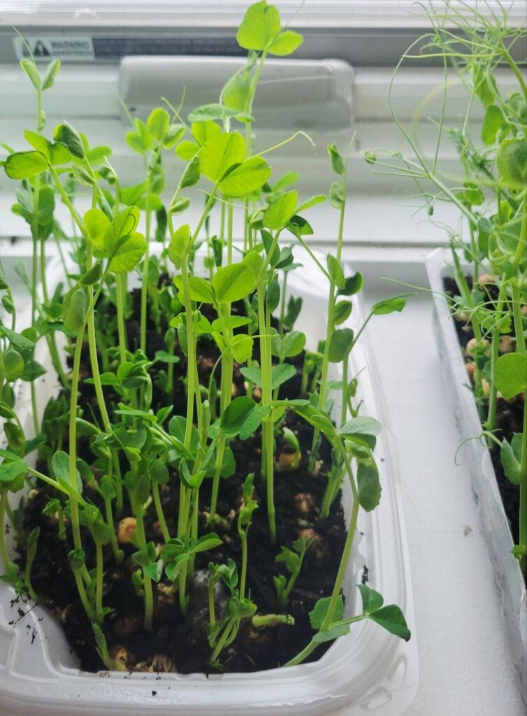 how to grow pea shoots indoors.