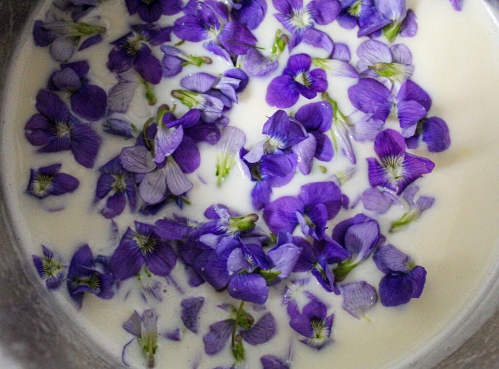Violet Panna Cotta with Sugared Violets.