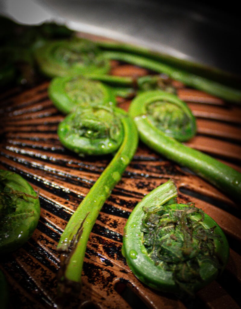 Grilled Fiddleheads with Burrata and Tarragon Oil