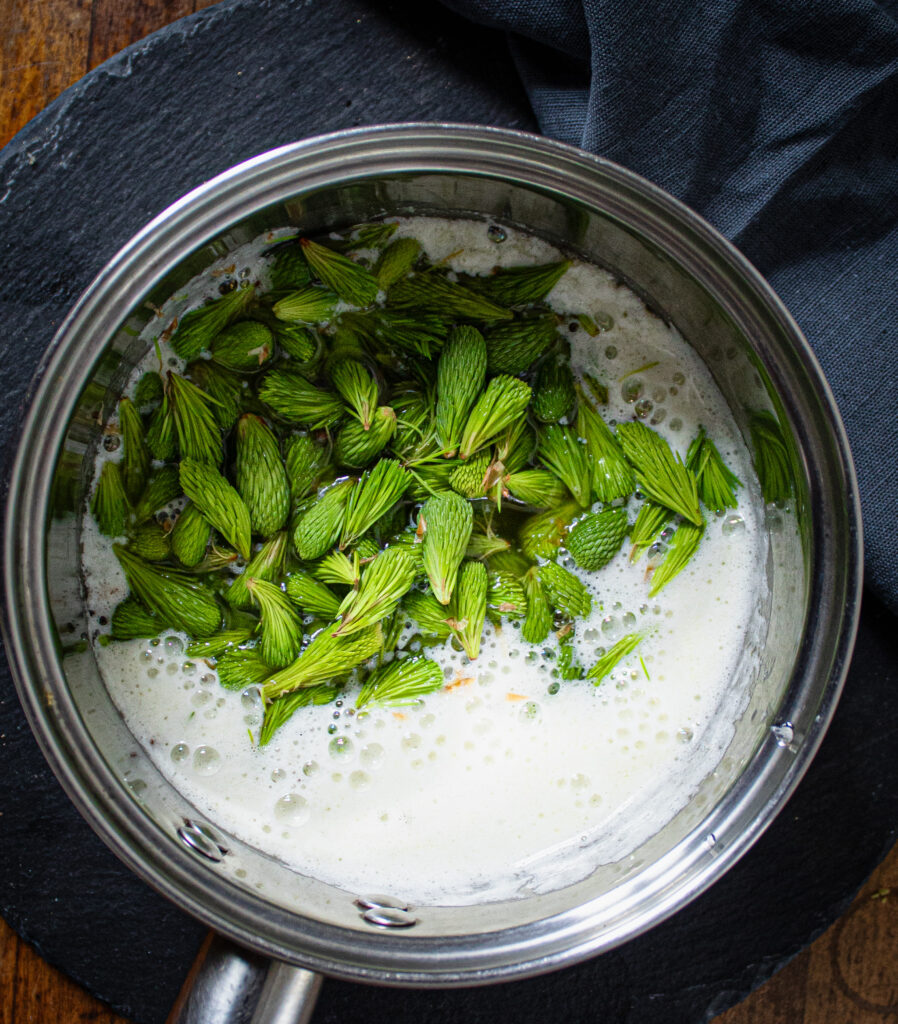 Fresh spruce tips for spruce tip honey cake. 